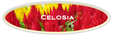 Celosia
