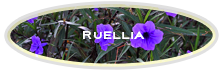Ruellia