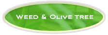 weed-olive-tree